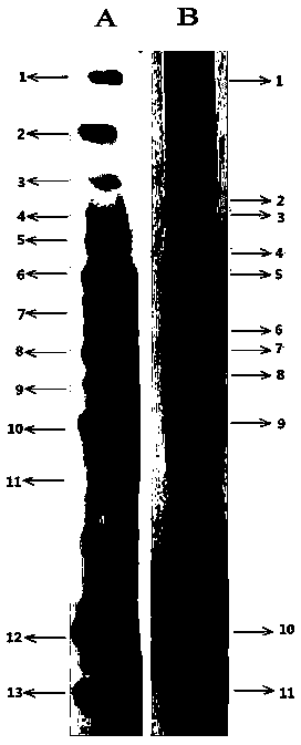 A kind of titanium alloy base material and preparation method thereof