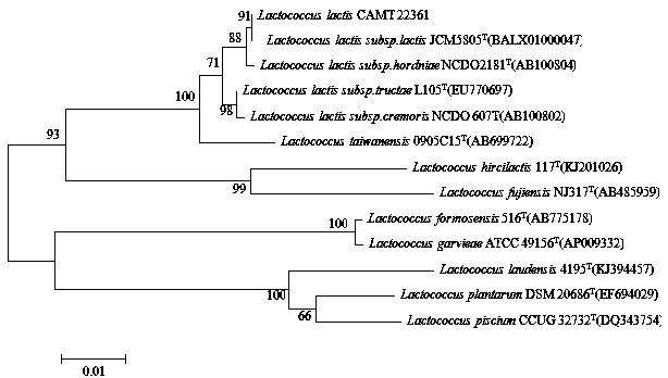 A Strain of Lactococcus lactis CAMT22361 Degrading t-2 Toxin