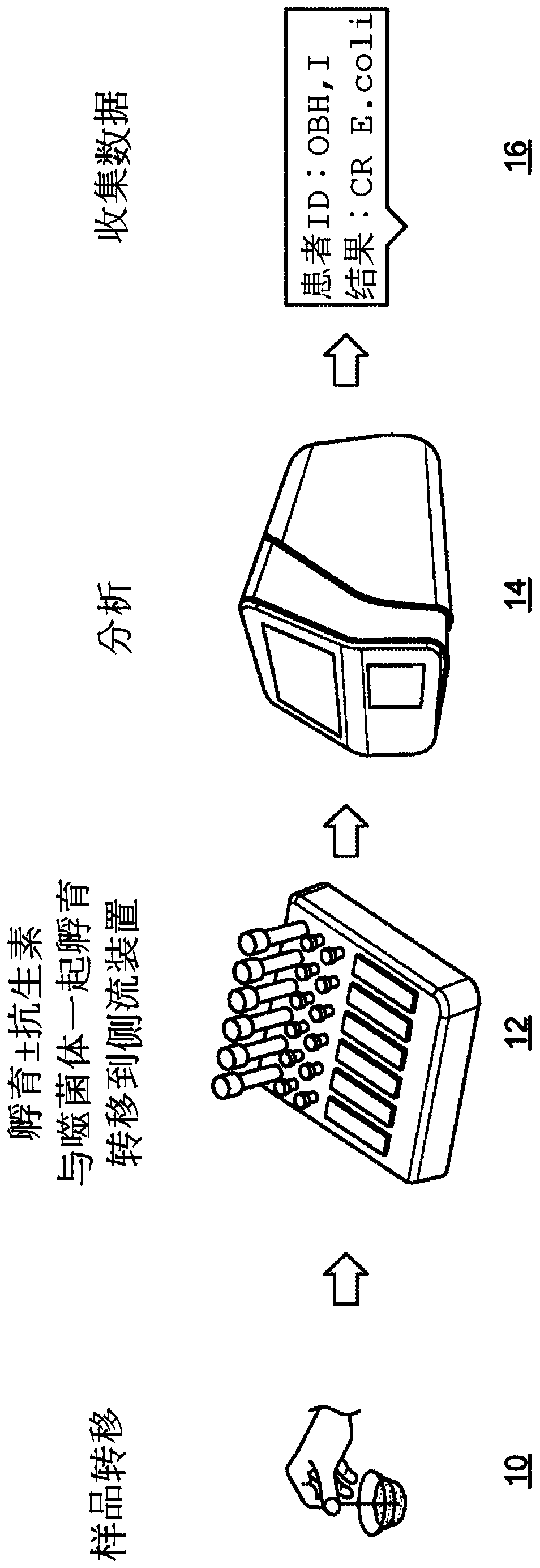 Phage-mediated immunoassay and methods for determining susceptibility of bacteria to antibiotic or probiotic agents