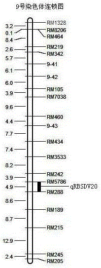 SSR markers in close linkage to rice black-streaked dwarf resistant QTL on chromosome 9 and application thereof