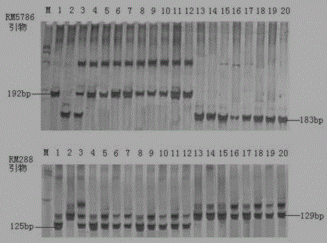 SSR markers in close linkage to rice black-streaked dwarf resistant QTL on chromosome 9 and application thereof