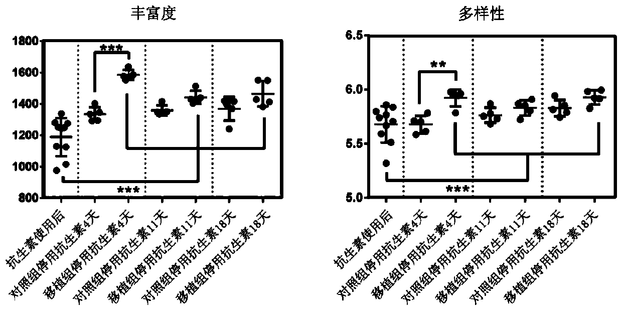 A method to restore the rumen microflora of dairy cows after antibiotic use