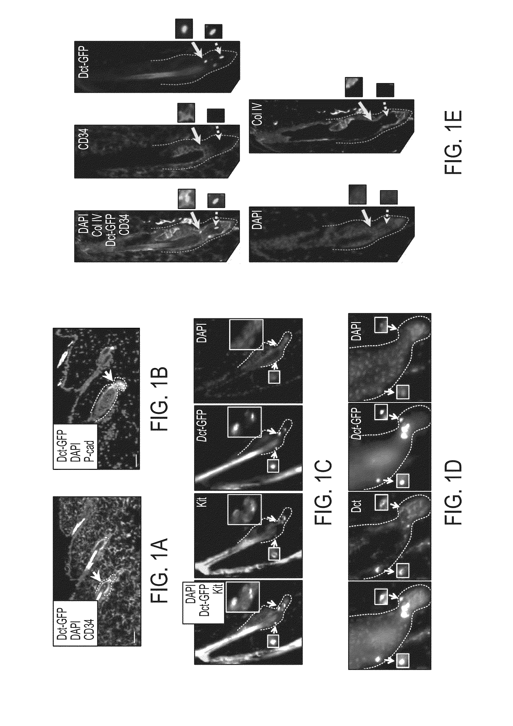 Functional myelination of neurons