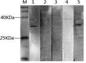 Monoclonal antibody against duck hepatitis A virus type A and application thereof