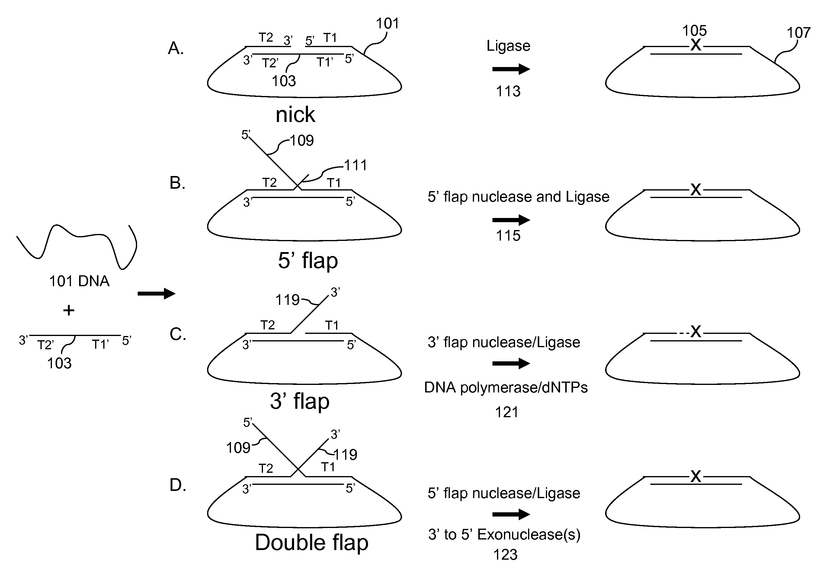 Multiplex targeted amplification using flap nuclease