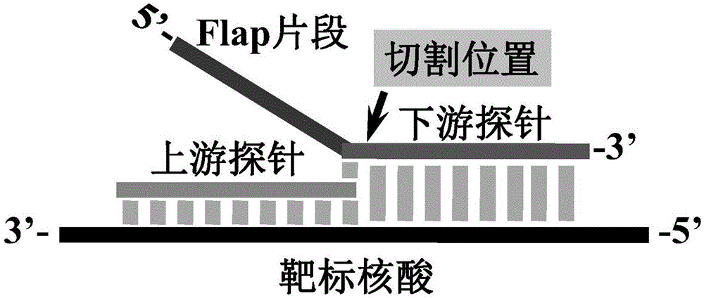 Gene mutation multi-detecting method based on signal amplification DNA logic gate