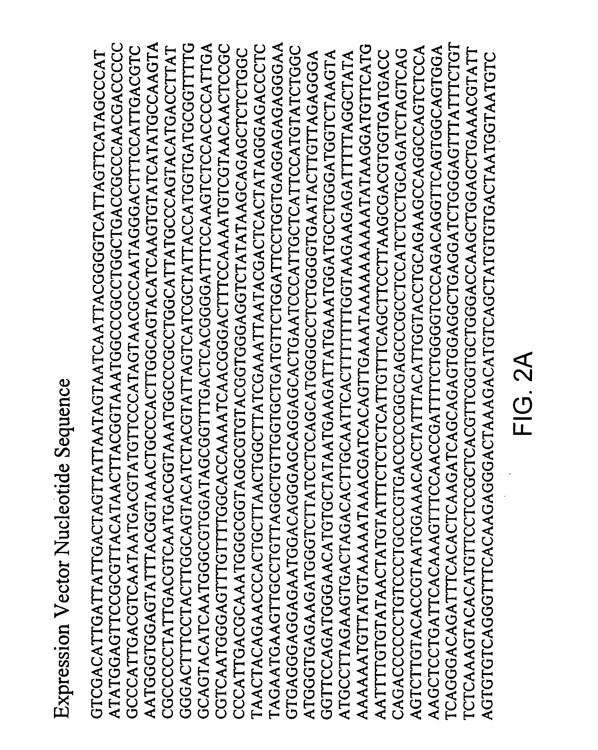 Immunocytokine sequences and uses thereof