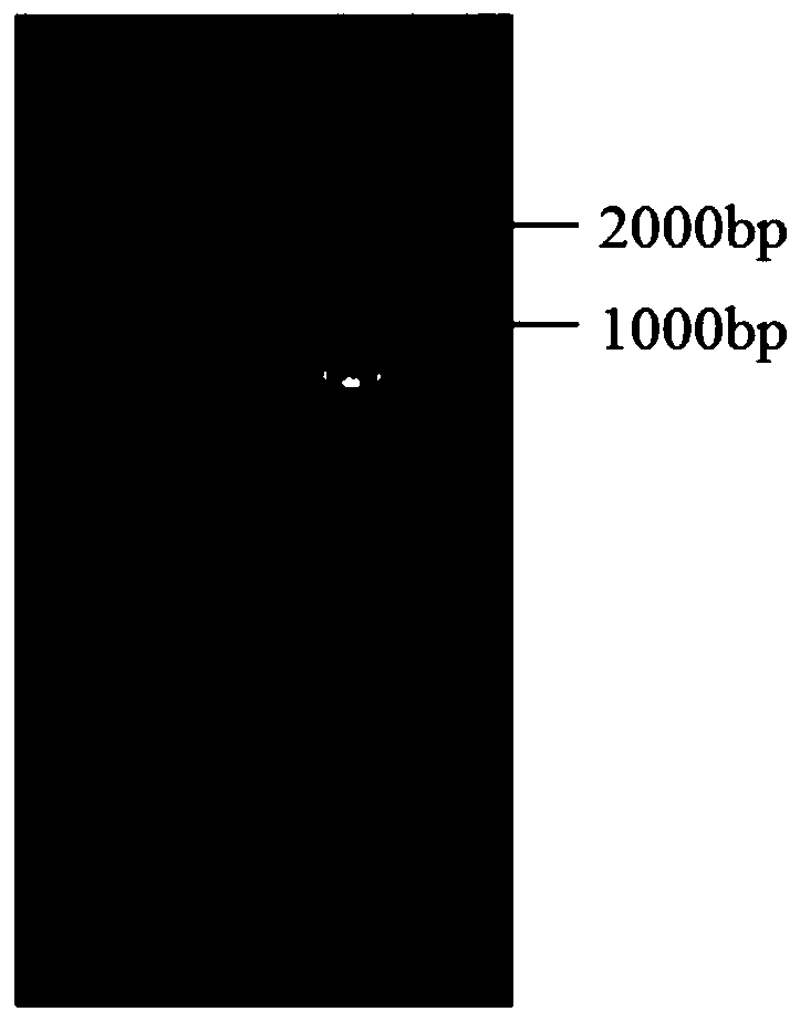 Enzyme for high yield of specific functional oligopeptides and derived from Aspergillus niger and engineering bacteria thereof