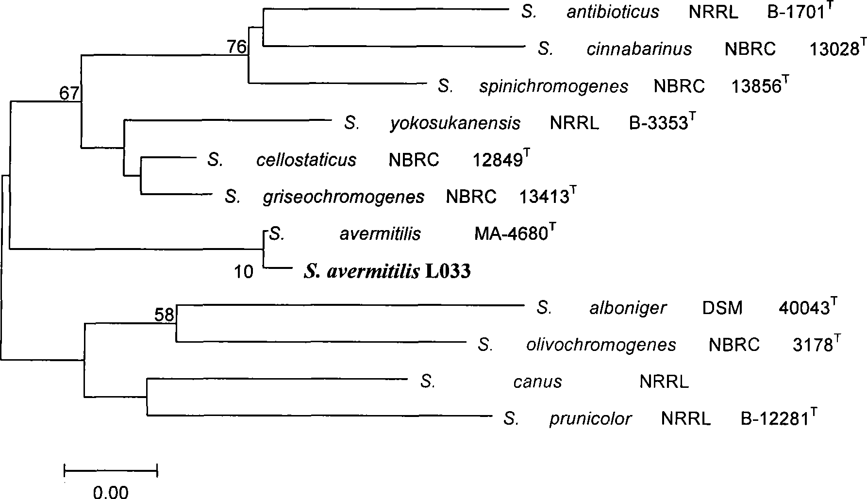 Method for preparing oligomycin A and special for bacterial strain thereof