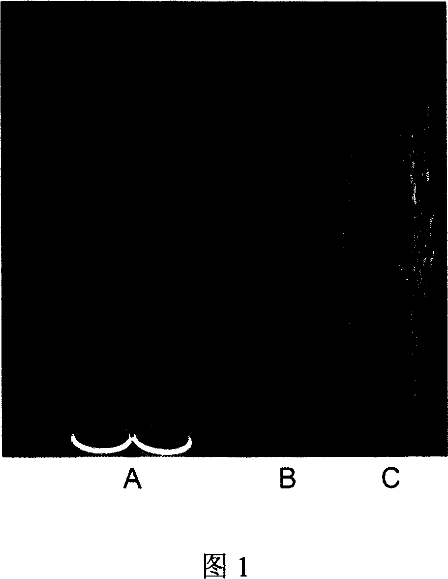 Paddy rice gene of synthetase of coded beta - keto acyl coenzyme A