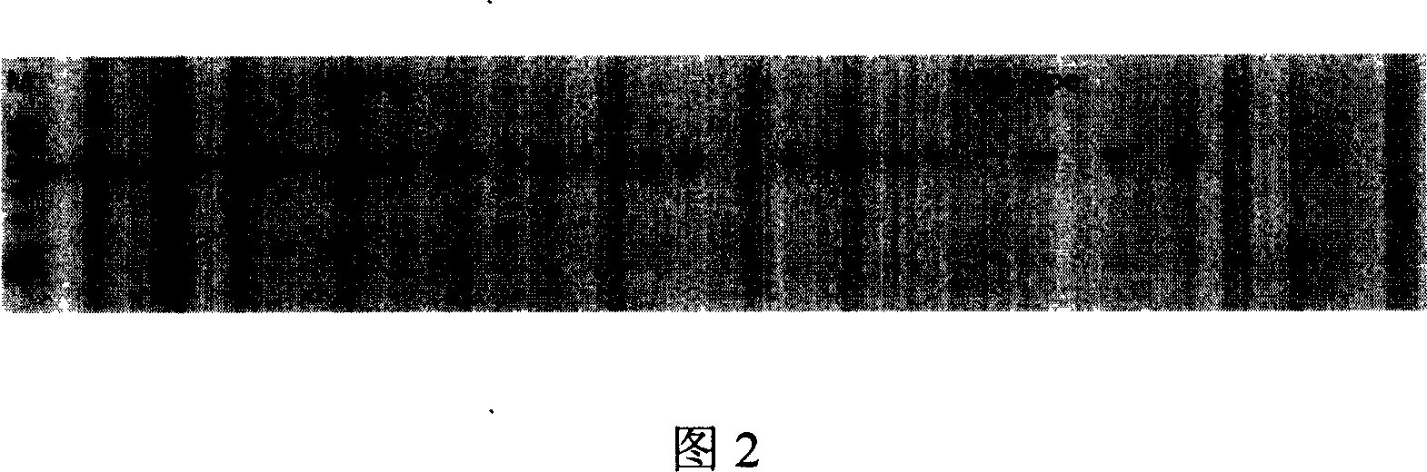 Paddy rice gene of synthetase of coded beta - keto acyl coenzyme A