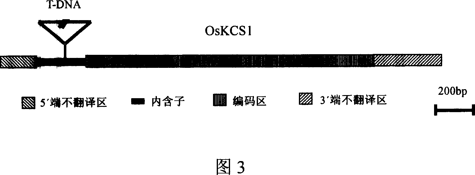 Paddy rice gene of synthetase of coded beta - keto acyl coenzyme A