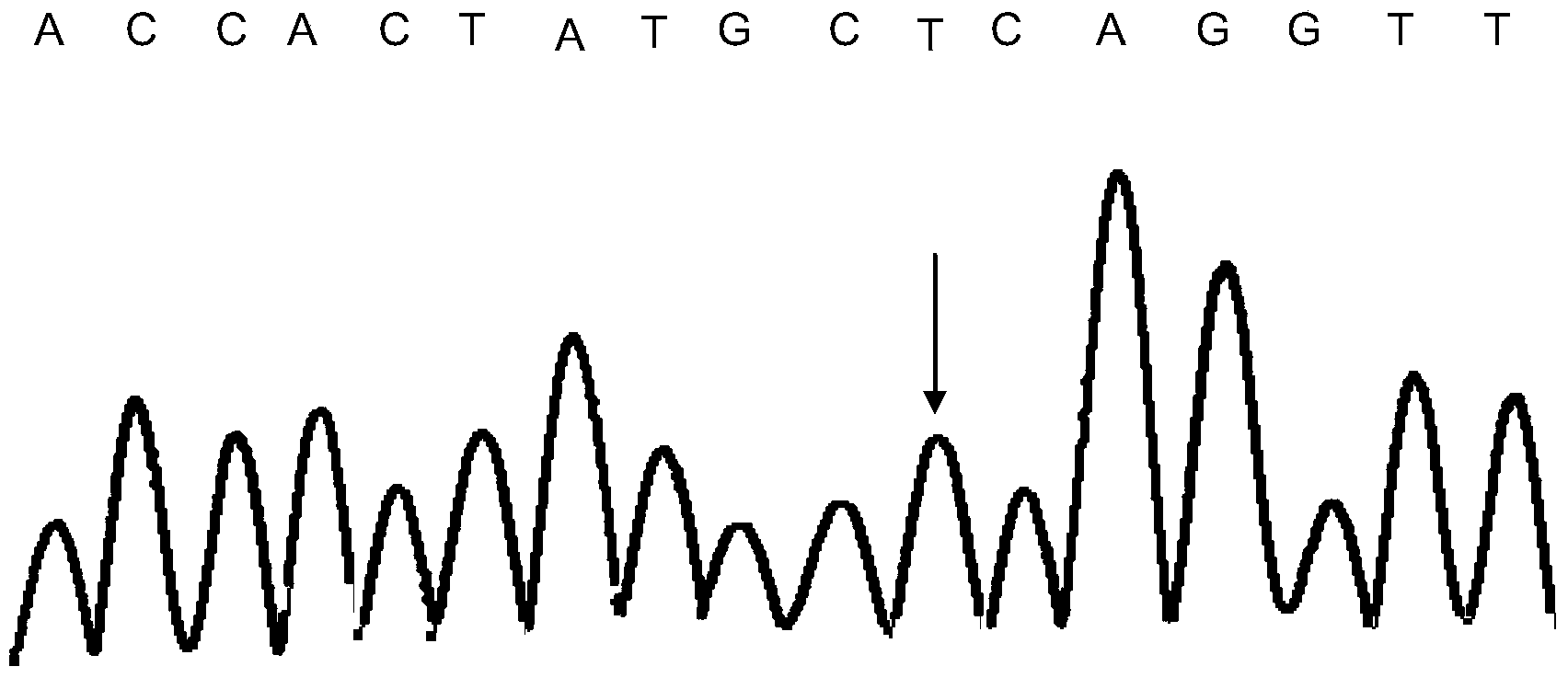 Kit and method for detecting polymorphism of CYP2D6 gene