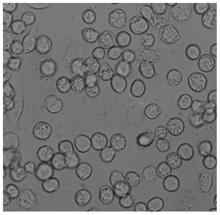 A baculovirus vector-based carp herpes virus type II dna vaccine and its construction method and application