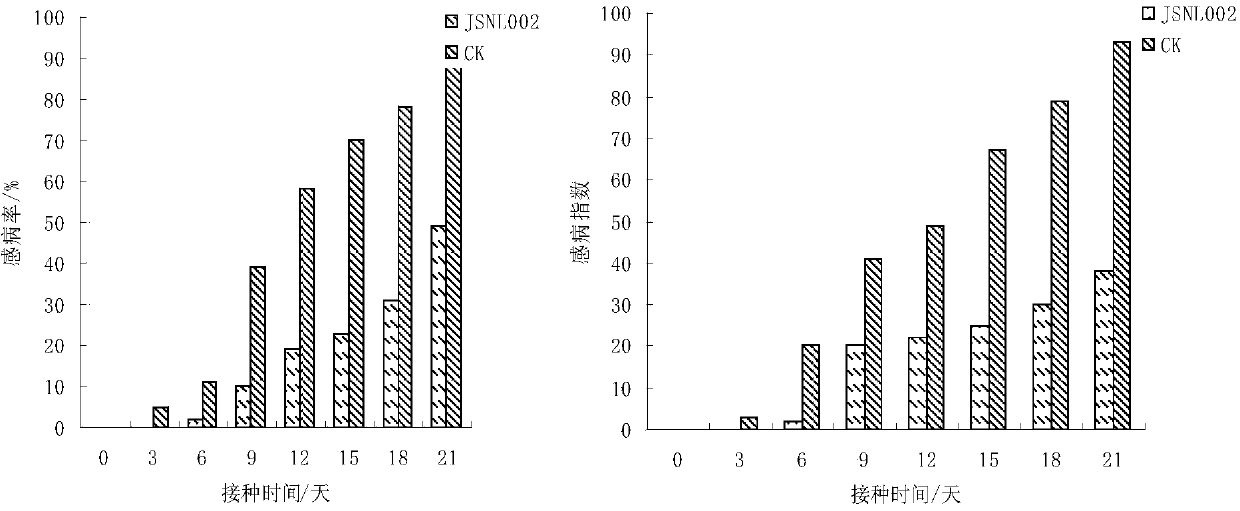 Fusarium oxysporum and application thereof in resisting leaf spot disease of dendrobium officinale