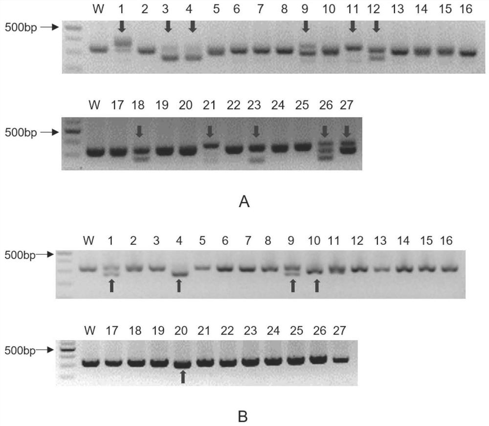 Ces2 gene knockout rat model and construction method and application thereof