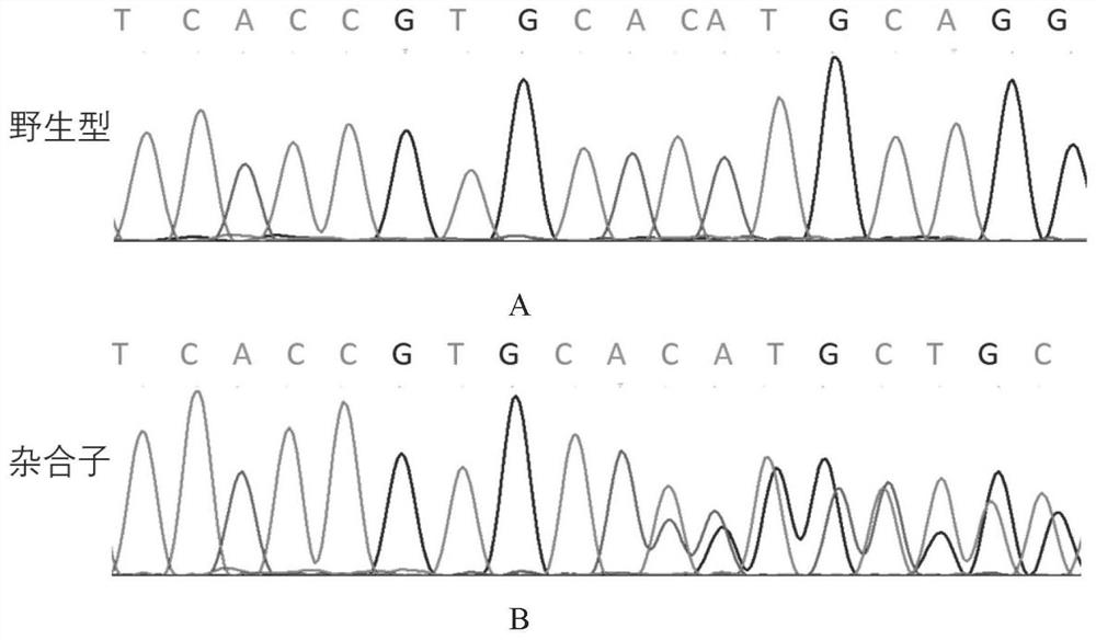 Ces2 gene knockout rat model and construction method and application thereof