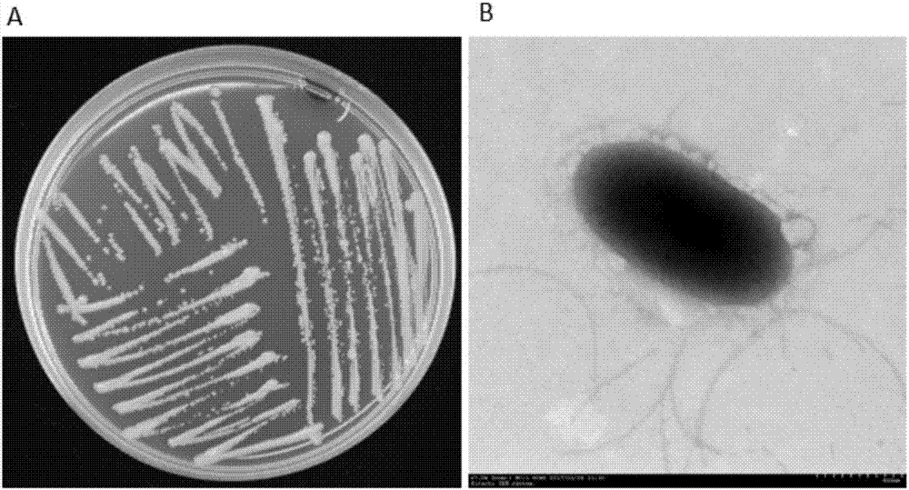 Insecticide d-phenothrin degradation strain, as well as microbial agent and degradation process thereof