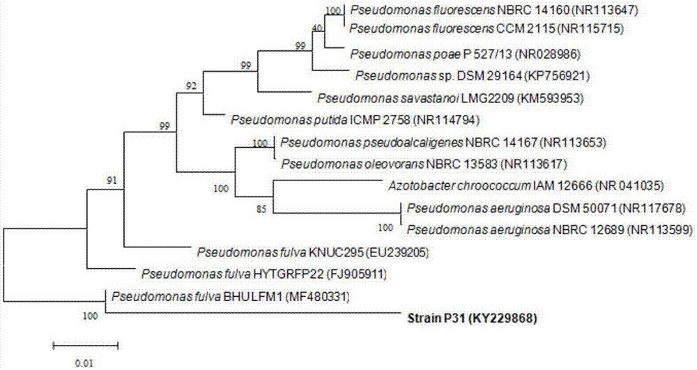 Insecticide d-phenothrin degradation strain, as well as microbial agent and degradation process thereof