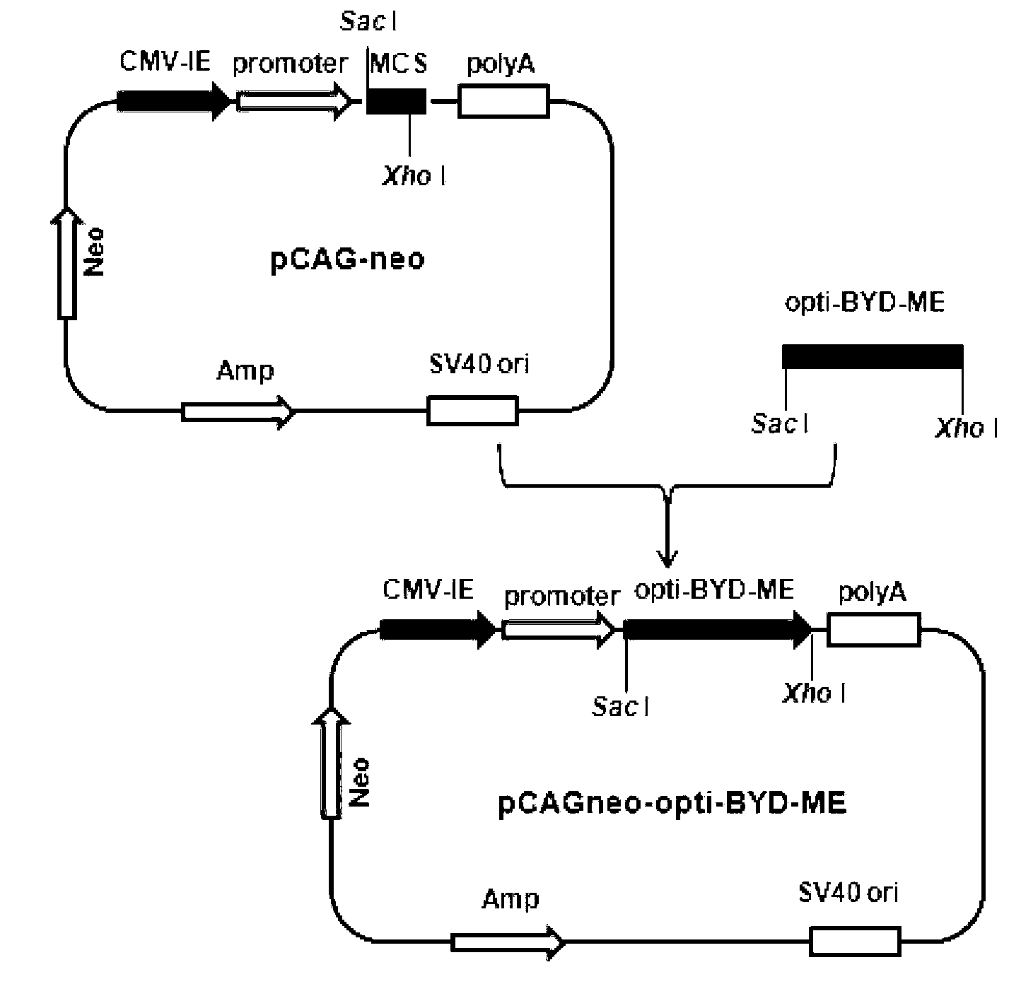 Duck flavivirus subunit vaccine, as well as a preparation method and application thereof