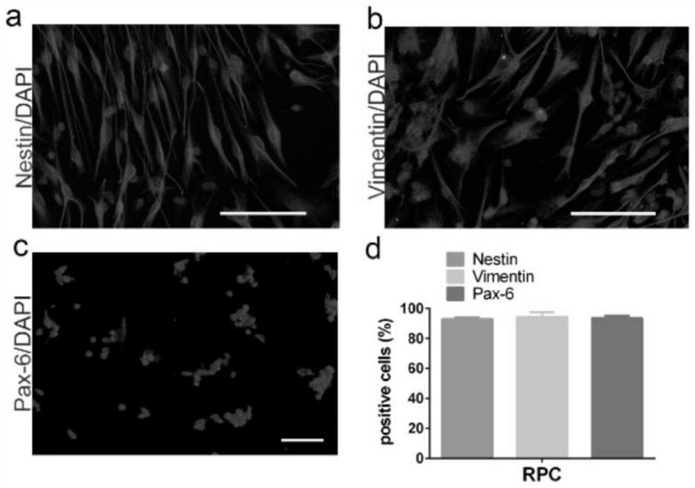 Phenylalanine-derived chiral supramolecular hydrogel and application of phenylalanine-derived chiral supramolecular hydrogel