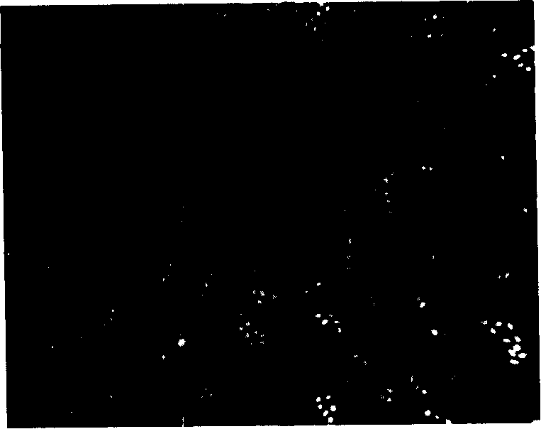 Dyeing liquid as well as dyeing method and uses thereof