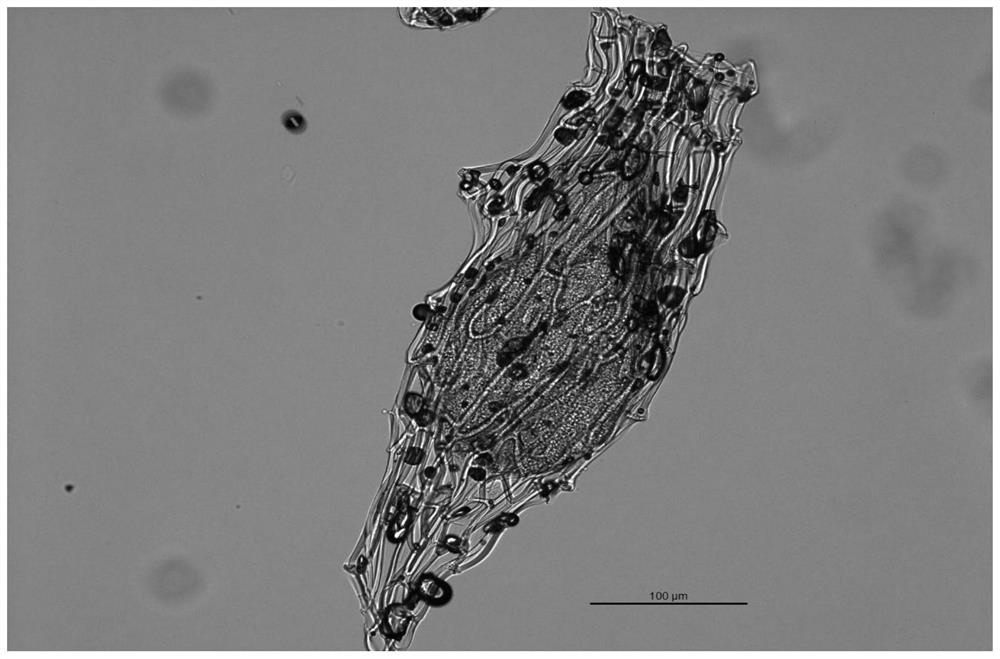 Method for promoting germination of pleione grandiflora seeds