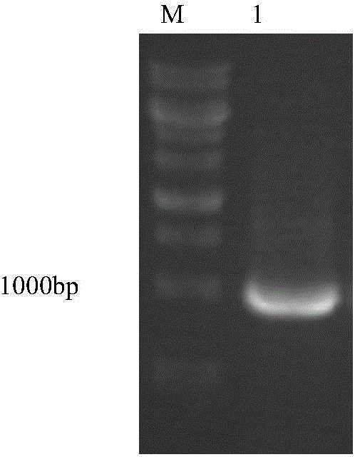 Phenylpyruvate reductase and application thereof to asymmetric synthesis of (R)-phenyllactic acid