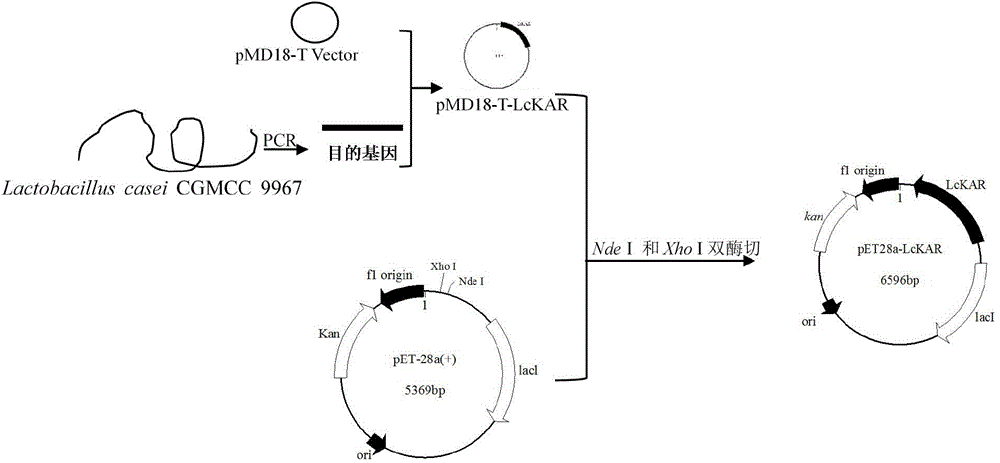 Phenylpyruvate reductase and application thereof to asymmetric synthesis of (R)-phenyllactic acid