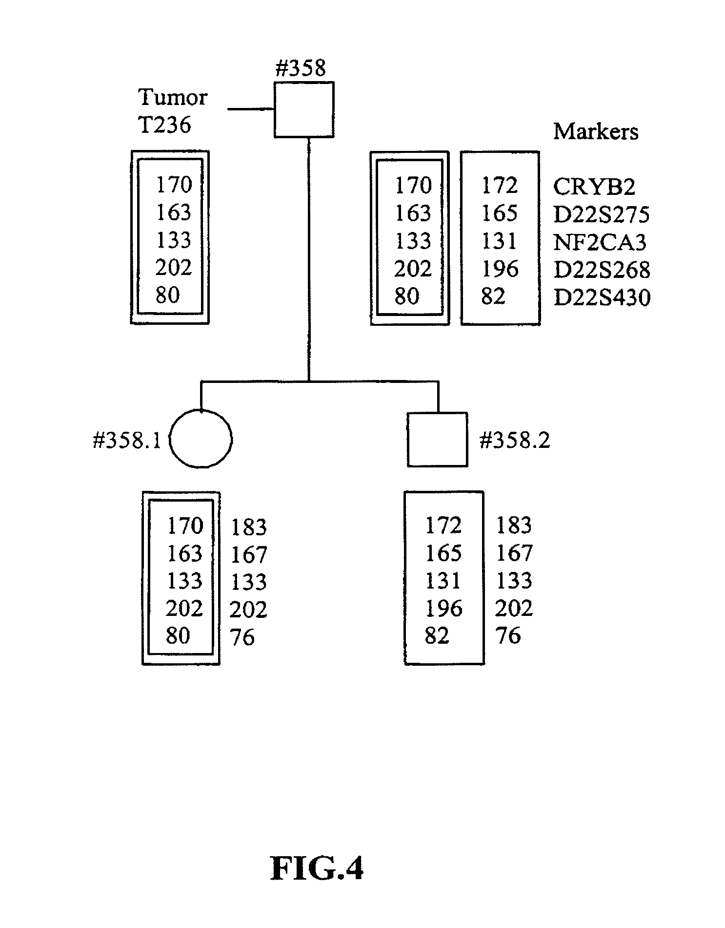 Method for the determination of data for the preparation of the diagnosis of phakomatosis