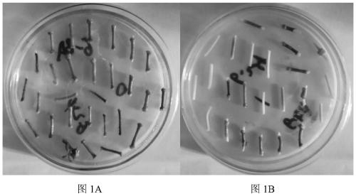 Sodium azide mutagenesis treatment method of juvenile internode stems of citrus