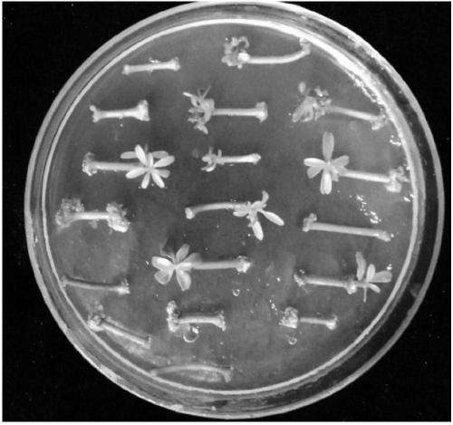 Sodium azide mutagenesis treatment method of juvenile internode stems of citrus