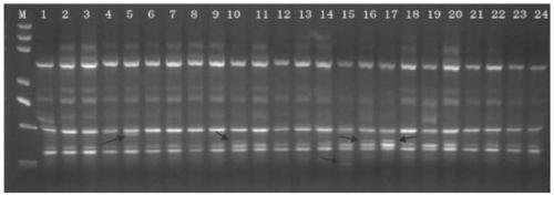 Sodium azide mutagenesis treatment method of juvenile internode stems of citrus