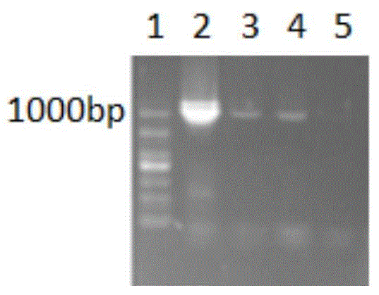 Hybridoma cell strain 2C1 capable of secreting CAV-2 monoclonal antibodies, monoclonal antibodies secreted by cell strain and application