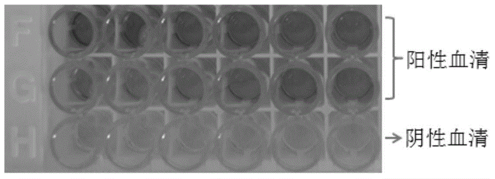 Hybridoma cell strain 2C1 capable of secreting CAV-2 monoclonal antibodies, monoclonal antibodies secreted by cell strain and application