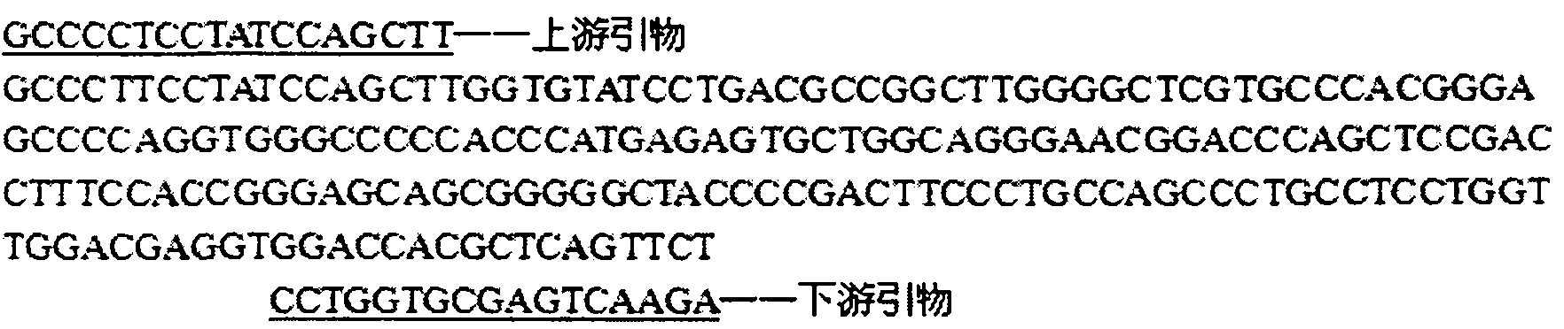 Polymerase chain reaction (PCR)-restricted fragment length polymorphism (RFLP) method for quickly detecting single nucleotide polymorphism of goat Lhx3 gene