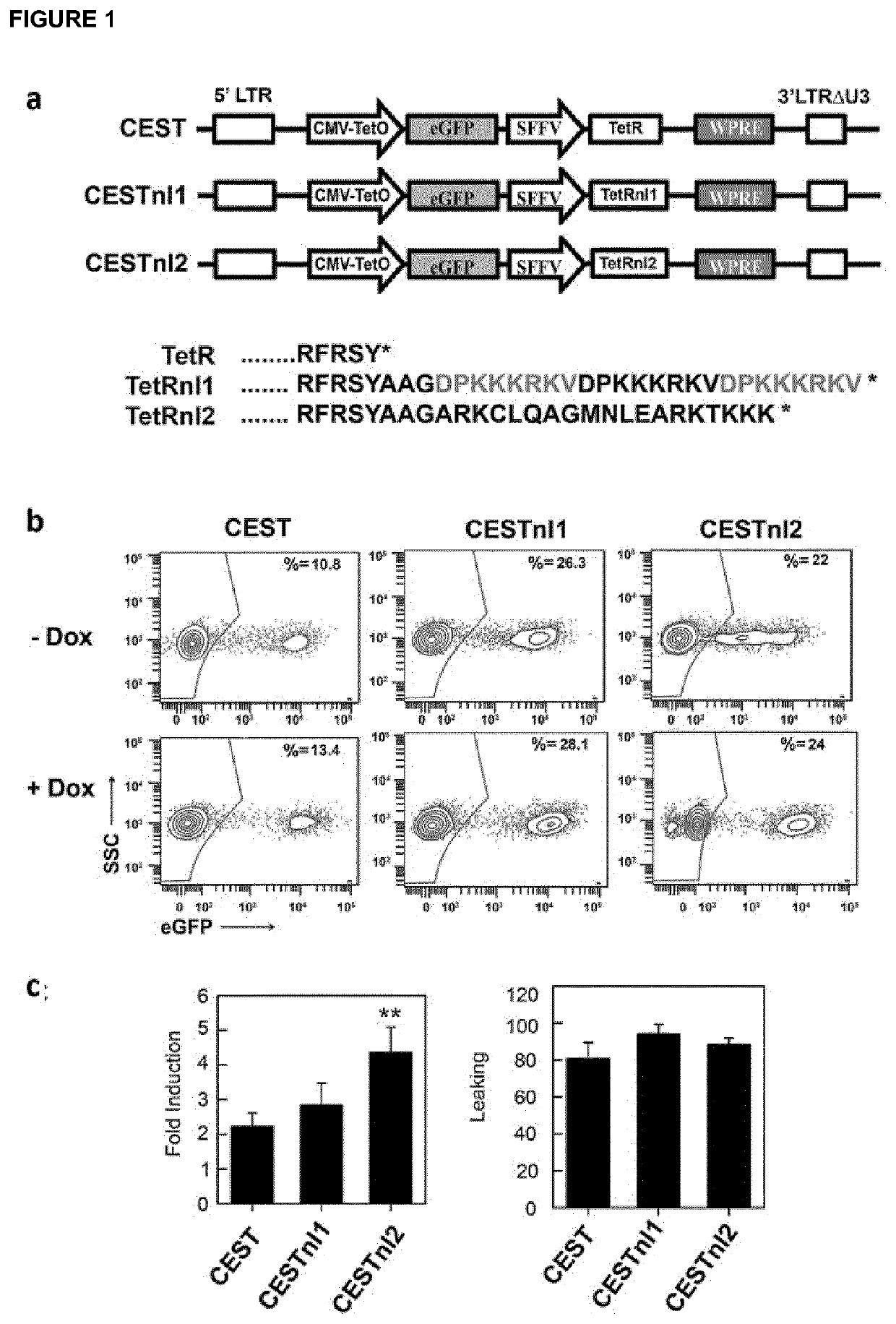 Lent-on-plus system for conditional expression in human stem cells