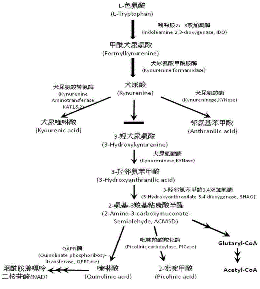 Application of mesenchymal stem cells in preparing medicine for treating neurodegenerative diseases