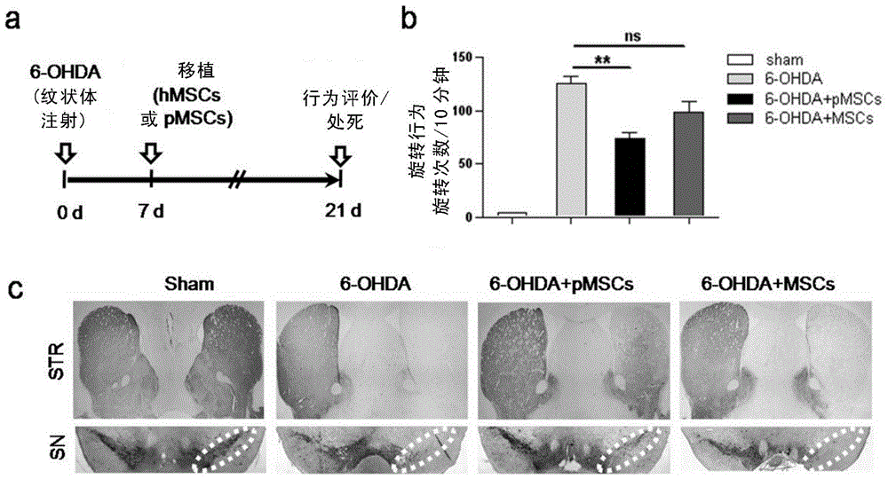 Application of mesenchymal stem cells in preparing medicine for treating neurodegenerative diseases