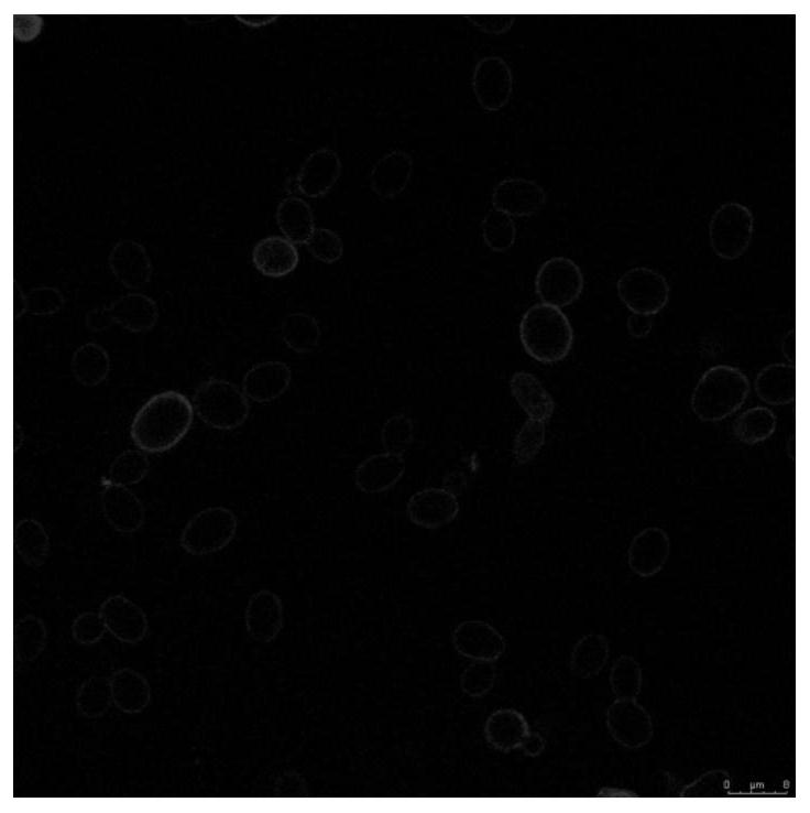 A method for improving the tolerance of probiotics to ciprofloxacin