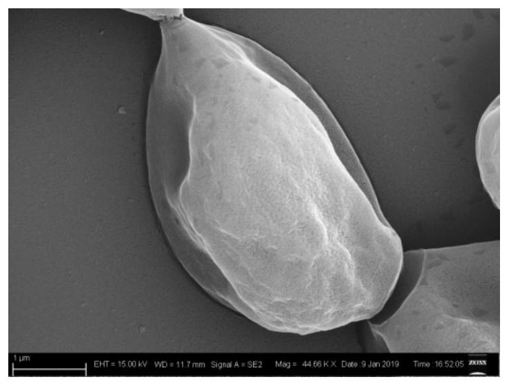 A method for improving the tolerance of probiotics to ciprofloxacin