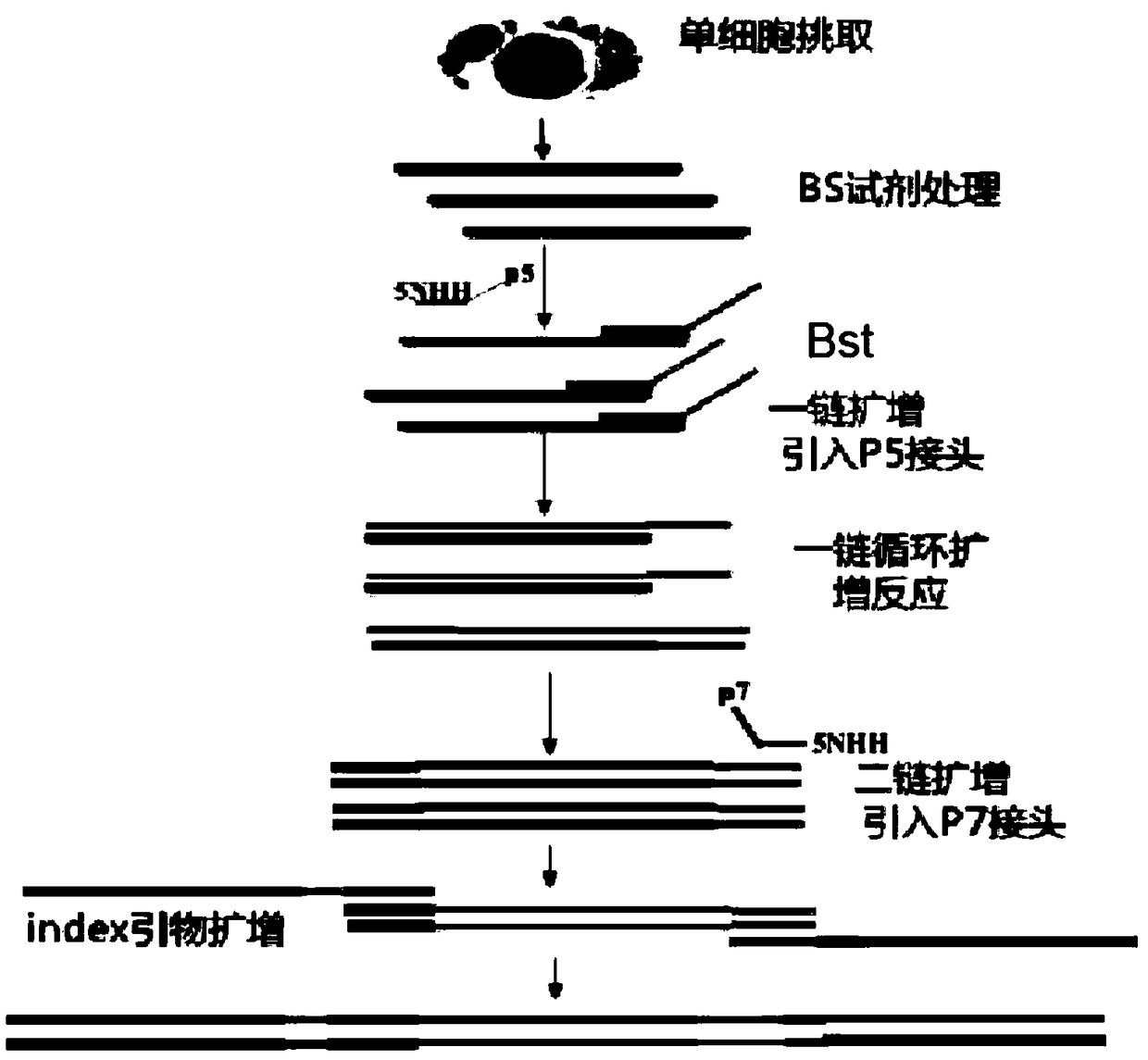 Single-cell methylation sequencing technology and application thereof