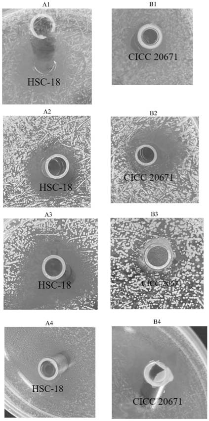 Enterococcus faecium, application thereof, composition and fermentation culture method of enterococcus faecium