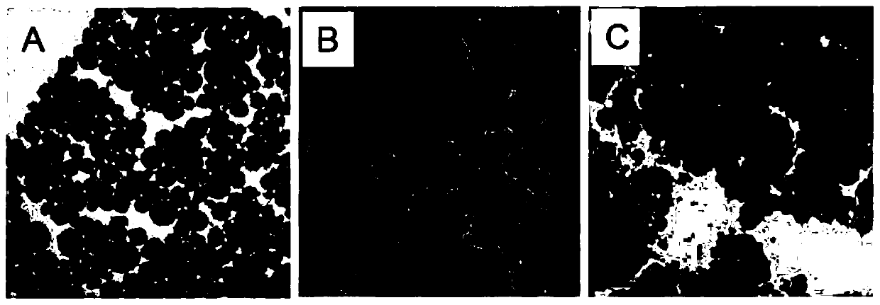 Multifunctional nano-cluster and preparation method thereof