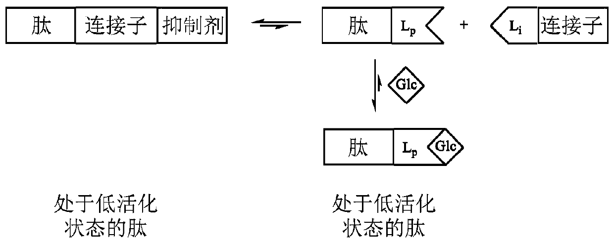 Glucose-sensitive peptide hormones