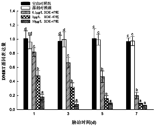 A method for detection of PBDEs in the ocean using the DMRT gene of the four-cornered clam