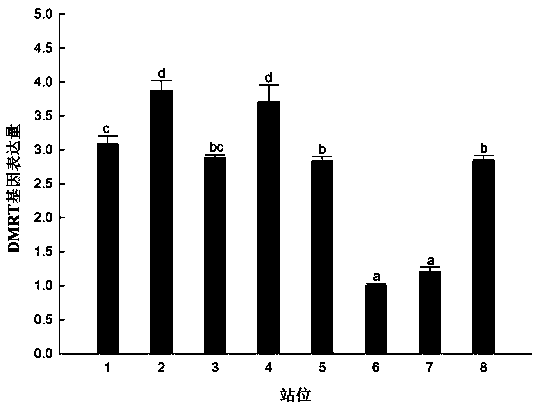 A method for detection of PBDEs in the ocean using the DMRT gene of the four-cornered clam