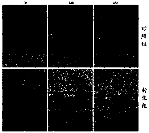 Establishment method of tonalid-induced human normal hepatocyte malignant transformation model