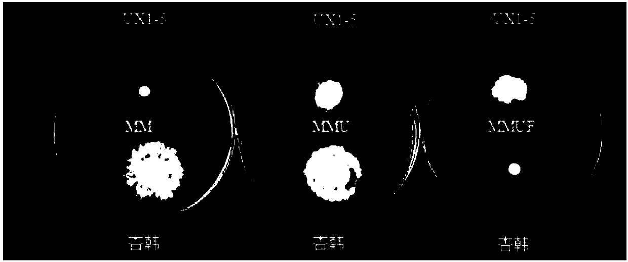 Method for protection of pleurotus eryngii strain by using uracil auxotrophy