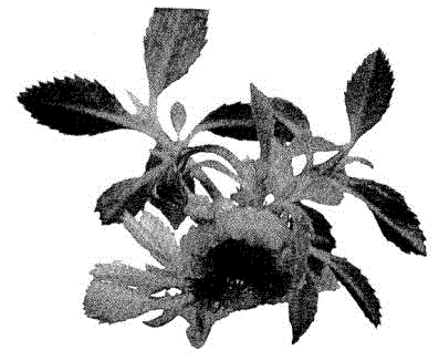 Induction rapid-propagation culture method for Photinia fraseri in-vitro leaf somatic embryos